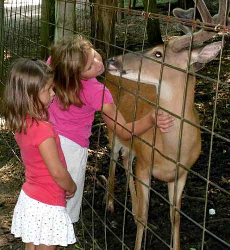Kids With Deer